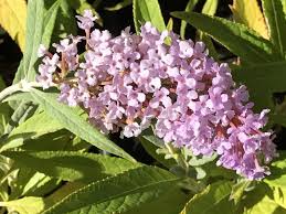 Image result for buddleia davidii