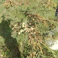 Image result for Acacia montigena