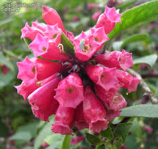 Image result for Cestrum elegans