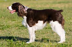 This breed is unlikely to be aggressive or dominant, but to be assured, it is best to train the spaniels when they are still young. English Springer Spaniel Puppies For Sale From Reputable Dog Breeders