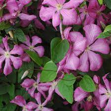 Clematis viticella blekitny aniol blue angel ist eine waldrebe. Clematis Viticella Italienische Waldrebe In Grosser Auswahl Clematis Online Kaufen