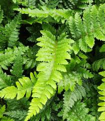 Image result for Polystichum
