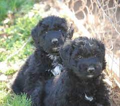 Here is how to get started. Bouvier Des Flandres Puppies Available Texas Working Bouvier Knpv Schutzhund Psa K9 Family Protection