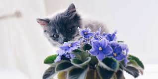 When grass is available, most cats will not eat outside plants or flowers. 13 Low Maintenance Indoor Plants Safe For Cats And Dogs Eplanters