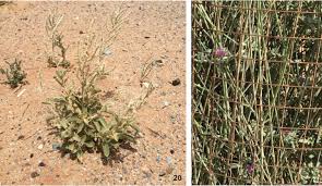 Image result for Limeum fenestratum