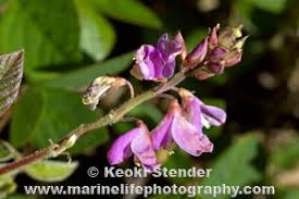 Image result for Desmodium intortum
