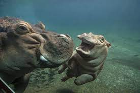 Hippo Calf Devi Animals Cute Hippo Animals Friends
