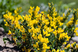 Image result for Summerhayesia