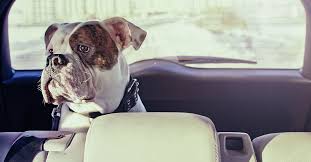 Check spelling or type a new query. The Dangers Of Leaving Dogs In Cars Blue Buffalo