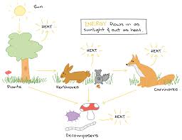 Maybe you would like to learn more about one of these? What Is An Ecosystem Article Ecology Khan Academy