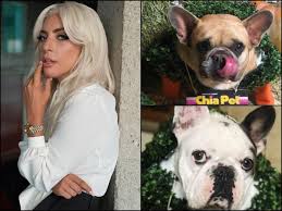 Suspects face attempted murder counts for allegedly shooting a dog walker as they kidnapped the pop star's pets. Lady Gaga Dog Walker Shot In Chest Assailants Shoot Dogwalker Four Times In Chest Steal Singer Dogs Lady Gaga Offers Reward
