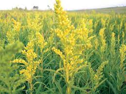 Solidago Juncea Early Goldenrod Goldenrod Flower Plant Life Goldenrod