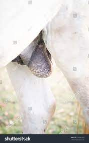 Horse Testicles White Horse Testicles Horse Stock Photo 184301093 |  Shutterstock