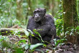 Ape - Wikipedia