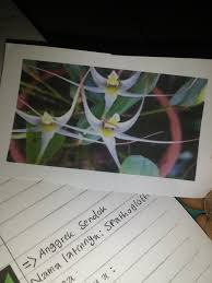 Tanah aluvial merupakan jenis tanah yang terbentuk dari endapan lumpur sungai, itulah kenapa tanah aluvial. Apa Nama Bunga Anggrek Pada Gambar Dan Sebutkan Ciri Cirinya Brainly Co Id