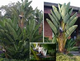 Image result for Strelitzia caudata