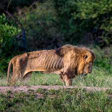 When all the guests had left, i started tidying. An Elderly Lion In His Final Hours Photograph By Larry Pannell Pics