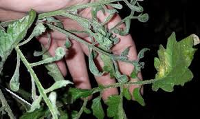 Start date jul 2, 2020. Tomatoes Have Small Curling Leaves And Slow Growth
