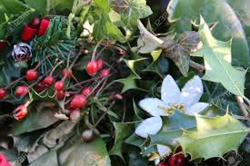 Check spelling or type a new query. White Flower And Red Berries Amongst Holly And Evergreen Leaves With Reflected Sunlight Stock Photo Picture And Royalty Free Image Image 71016460