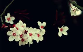 Black And White Cherry Blossoms Wallpaper Cherry Blossom Flowers White Flowers Macro Wallpaper Wallpaper Nature Flowers Cherry Blossom Wallpaper White Flower Wallpaper