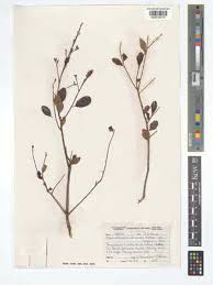 Image result for Hymenocardia ulmoides