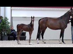 It is one of 16 organisations that form the british equestrian federation. 33 Dressage Royal Offspring Ideas In 2021 Dressage Royal Horses