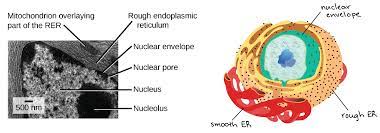 They not only serve several functions but also. The Endomembrane System Article Khan Academy