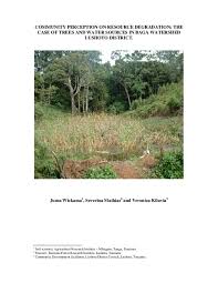 Image result for Dombeya shupangae