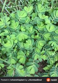 Image result for Senna obtusifolia