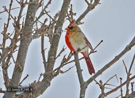 We did not find results for: Once In A Lifetime Half Male Half Female Cardinal Photographed In Pennsylvania Pennlive Com