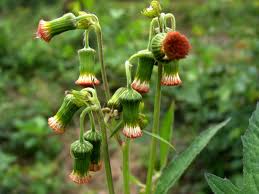 Image result for Crassocephalum crepidioides