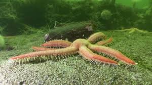 The caspian tiger resided just south of the caspian sea and in central asia. List Of Sea Animals A Z Owlcation