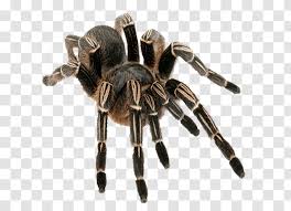 Maybe you would like to learn more about one of these? Striped Knee Tarantula Brachypelma Hamorii Aphonopelma Chalcodes Spider Arthropod Transparent Png