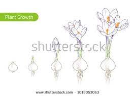Pin On Growing Flowers