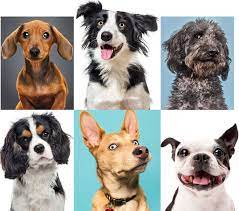 However, the thing is, they want it to be reciprocated. 5 Things Your Deceased Pet Wants You To Know