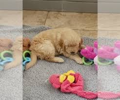 And thanks for visiting jovis's goldens! Puppyfinder Com Golden Retriever Puppies Puppies For Sale Near Me In Arizona Usa Page 1 Displays 10