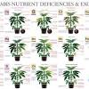 Yellowing leaves on your houseplants can be caused by a number of conditions. 1