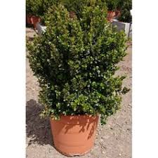 Image result for Myrsine africana