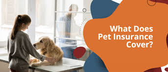 Instant quality results at searchandshopping.org! What Is Pet Insurance What Does Pet Insurance Cover