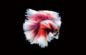 Fish that can live with a male betta include the neon tetra, bristlenose plecos, glass catfish, blue orange half moon betta. Betta Fish Facts Lovetoknow