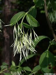 Image result for Chionanthus niloticus