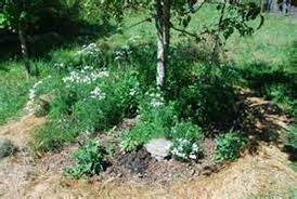 Pruning often means cutting branches back, sometimes removing smaller limbs entirely. What Is A Tree Guild Learn About Fruit Tree Guild Design