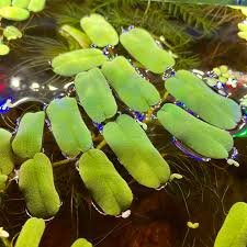 Image result for Vandellia subracemosa