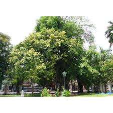 saflax bengalische wurgefeige 20 samen ficus