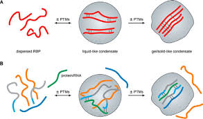 1067 фраз в 122 тематиках. Friend Or Foe Post Translational Modifications As Regulators Of Phase Separation And Rnp Granule Dynamics Journal Of Biological Chemistry