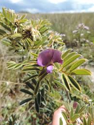 Image result for Tephrosia aequilata