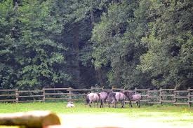 Danach sind sichtungen zweifelhafter authentizität überliefert. Tarpan Allgemein Medienwerkstatt Wissen C 2006 2021 Medienwerkstatt