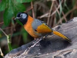 Vietnam Bird Guide The Birds Of Vietnam And Asean In 2020 Male Bird Bird Guides Vietnam