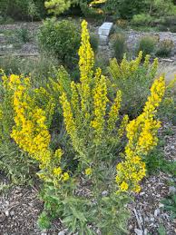 Image result for Solidago