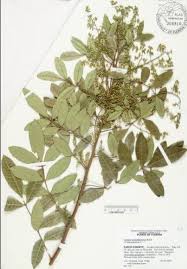 Image result for Tricalysia sp. E
